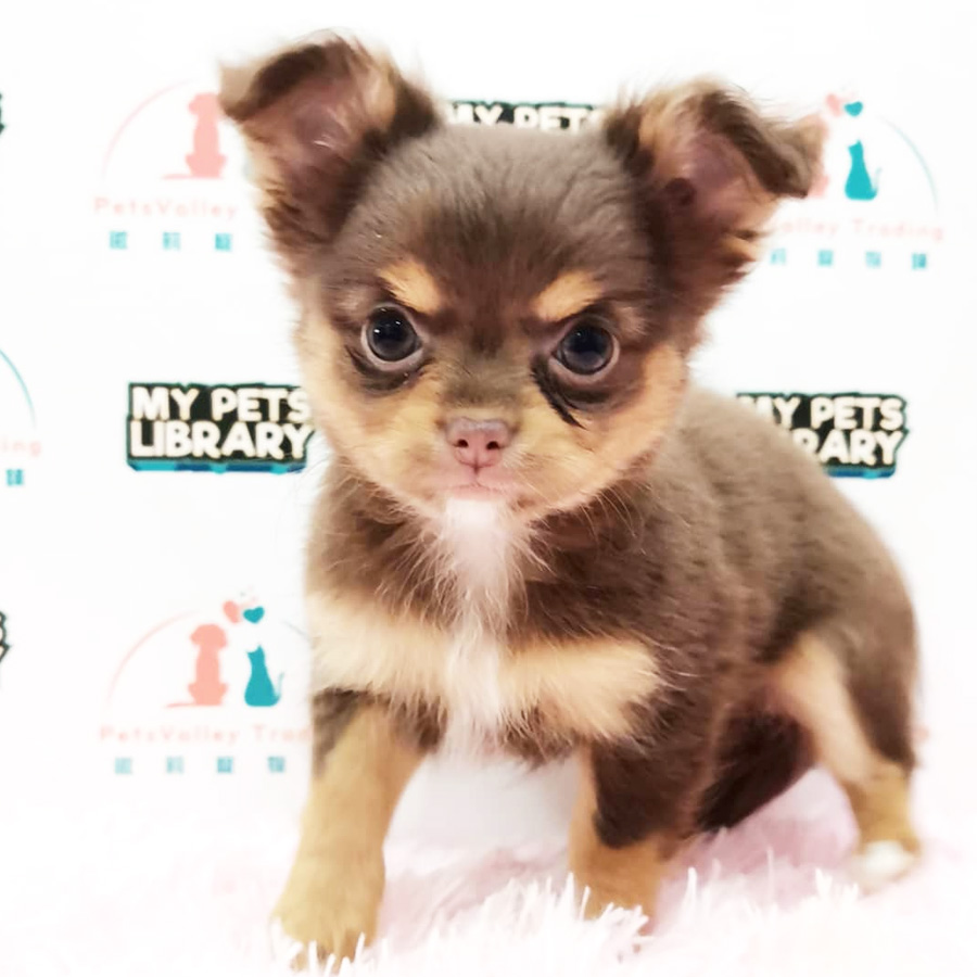 Chihuahua Puppy (Female) For Sale