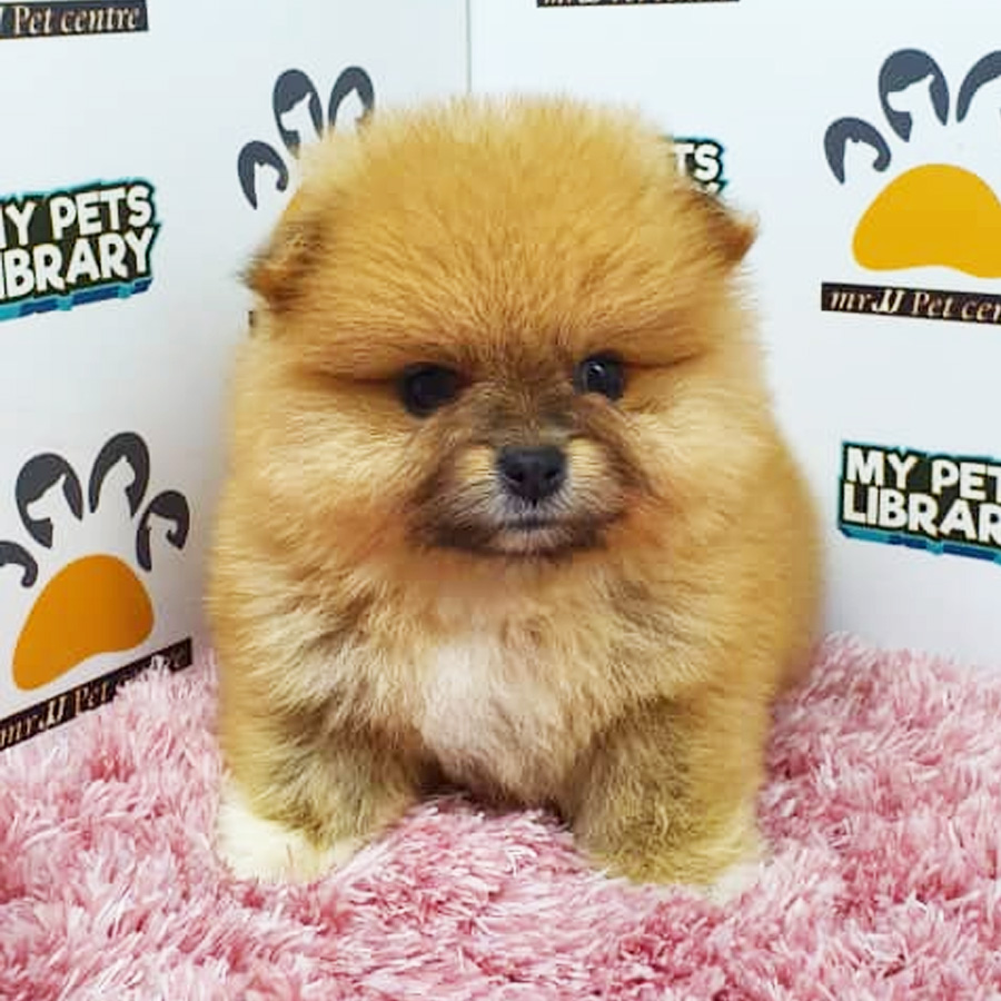Pomeranian Puppy (Female) For Sale