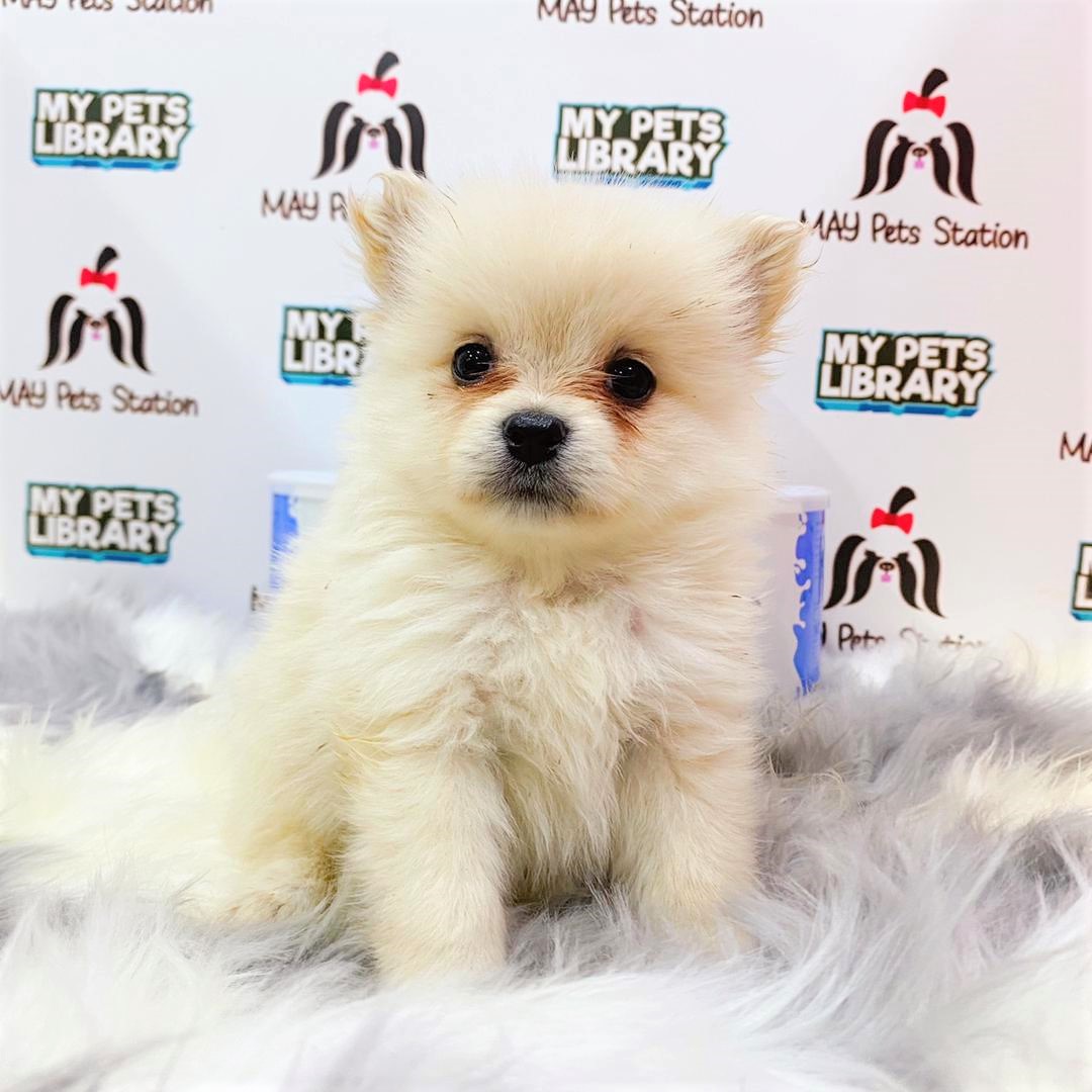 Pomeranian Puppy (Male) For Sale