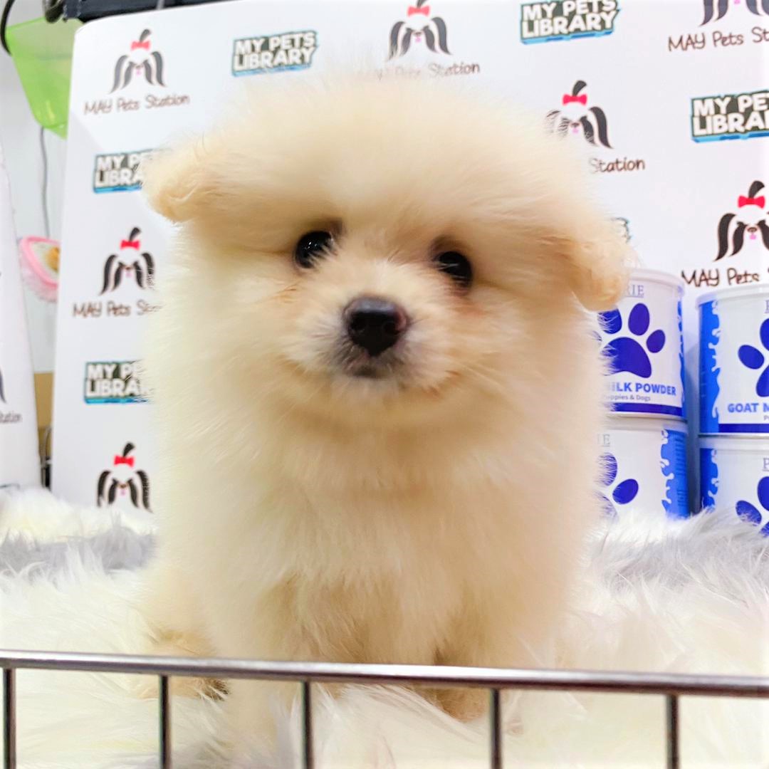 Pomeranian Puppy (Male) For Sale