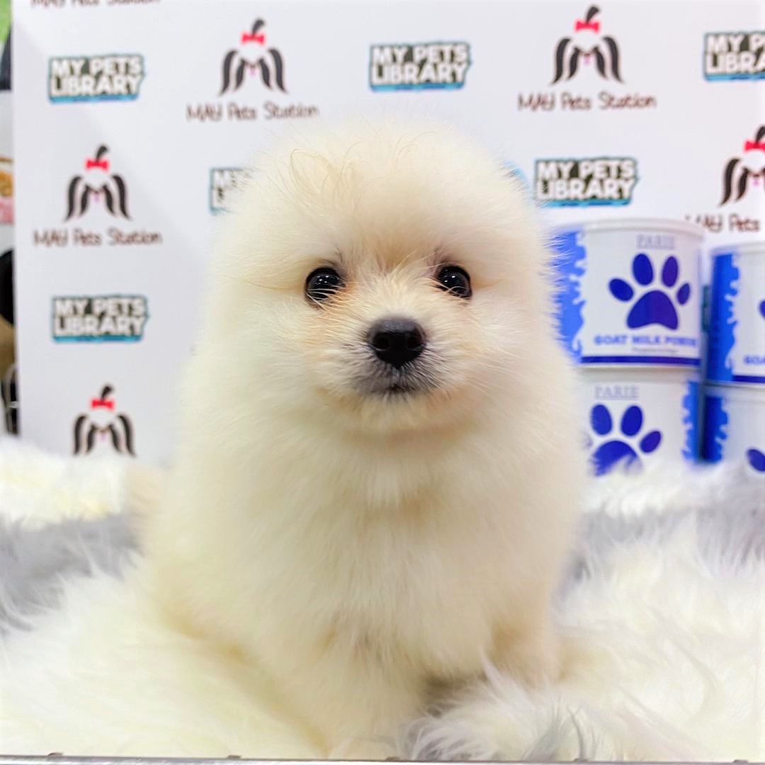 Pomeranian Puppy (Male) For Sale