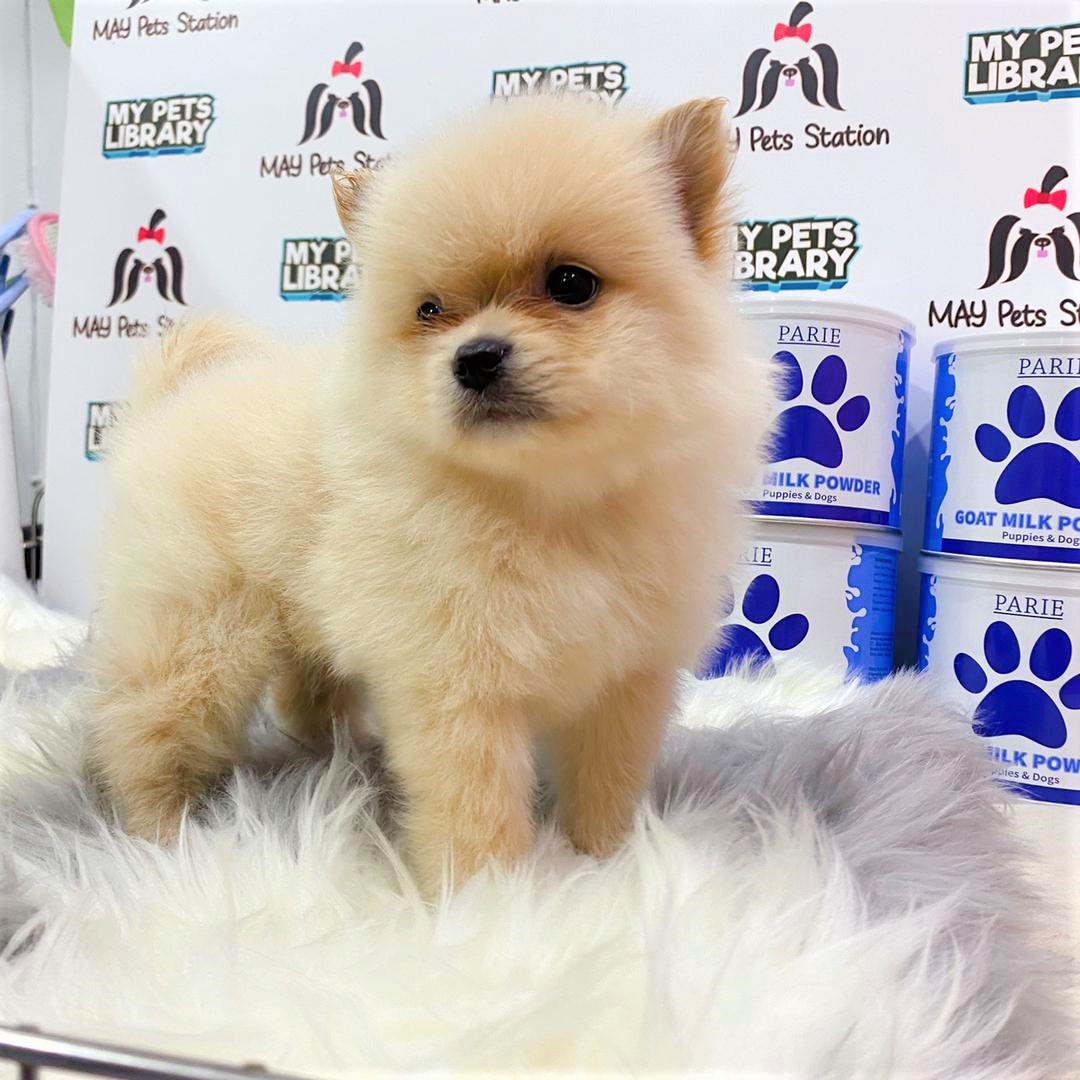 Pomeranian Puppy (Male) For Sale