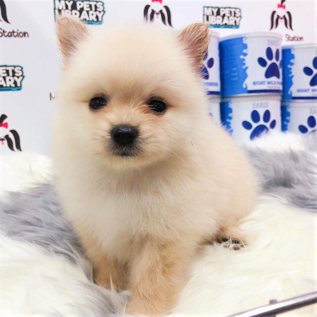 Pomeranian Puppy (Male) For Sale