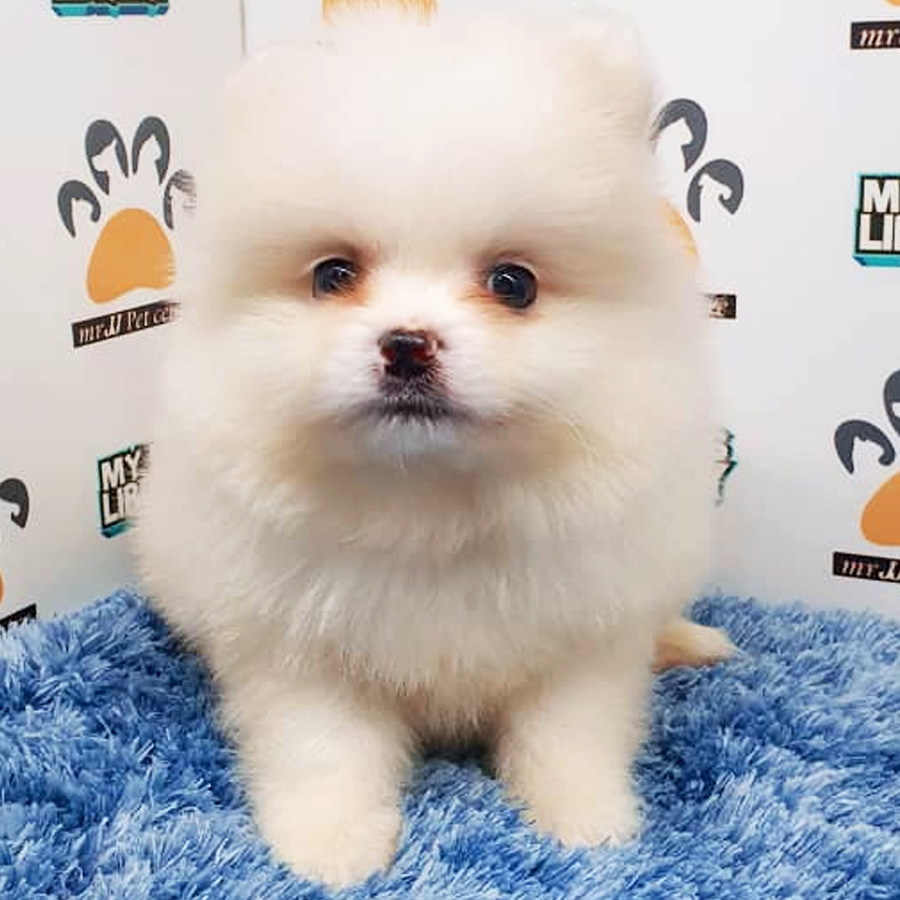 Pomeranian Puppy (Male) For Sale