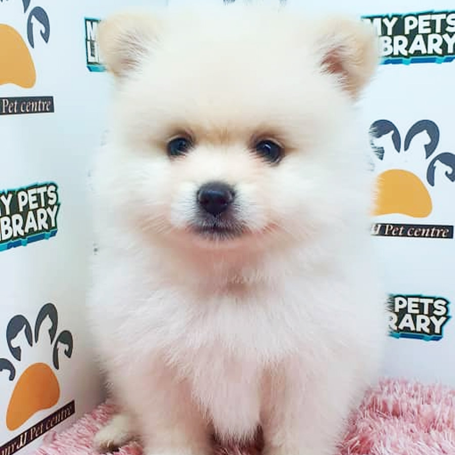 Pomeranian Puppy (Female) For Sale