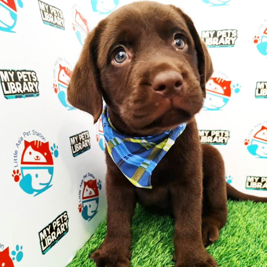 Labrador Puppy (Female) For Sale