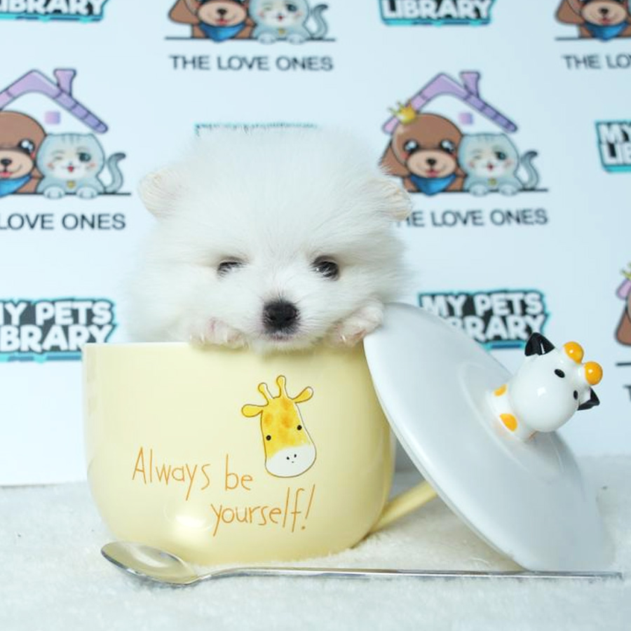Teacup Pomeranian Puppy (Male) For Sale