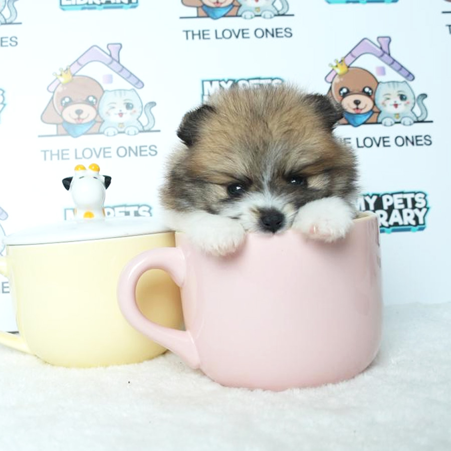 Teacup Pomeranian Puppy (Female) For Sale