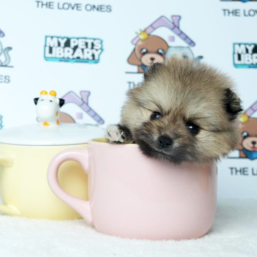 Teacup Pomeranian Puppy (Female) For Sale