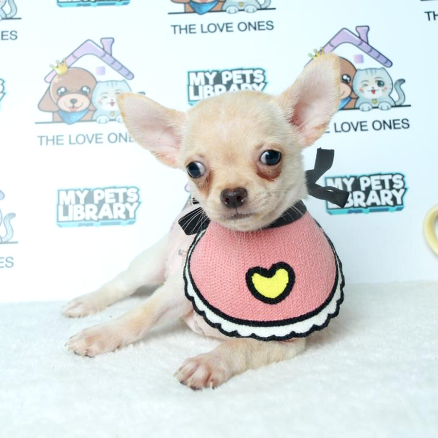 Chihuahua Puppy (Female) For Sale