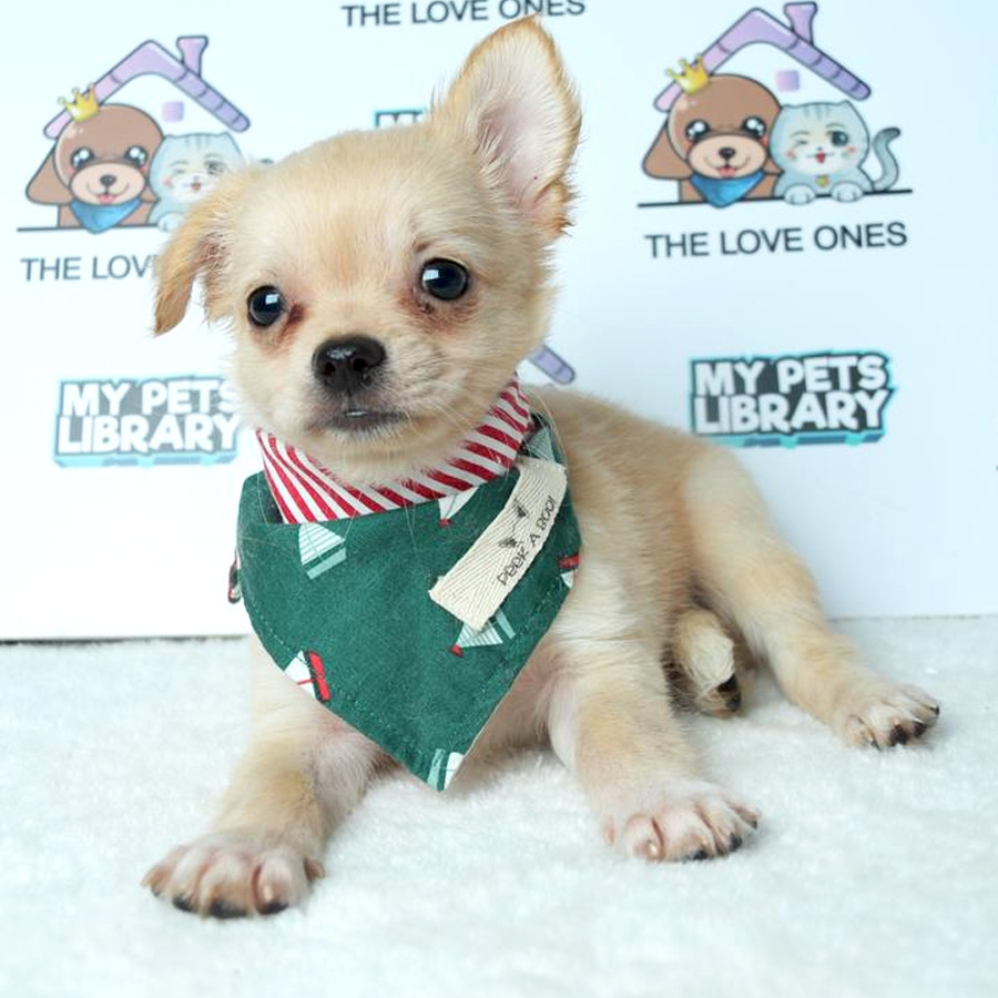 Chihuahua Puppy (Male) For Sale