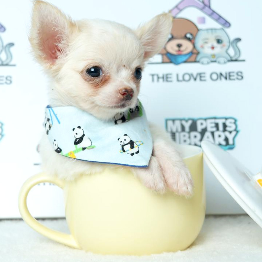 Chihuahua Puppy (Male) For Sale