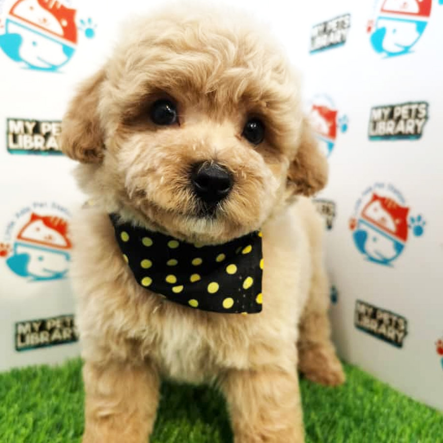 Toy Poodle Puppy (Male) For Sale