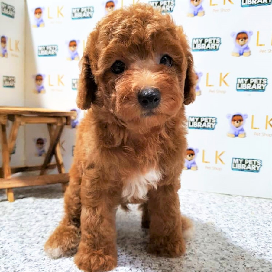 Toy Poodle (Male) For Sale
