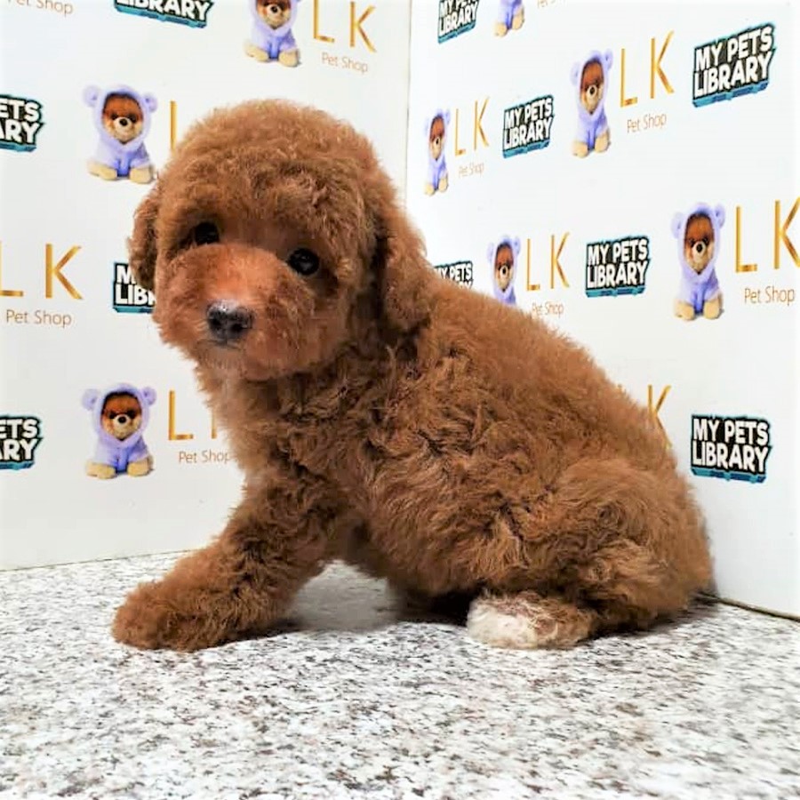 Toy Poodle (Male) For Sale