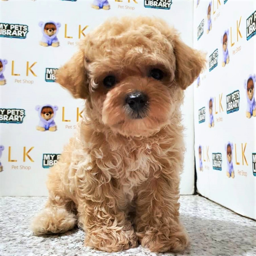 Toy Poodle (Male) For Sale