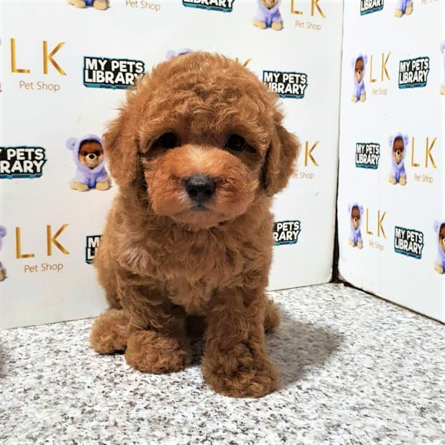 Toy Poodle (Male) For Sale