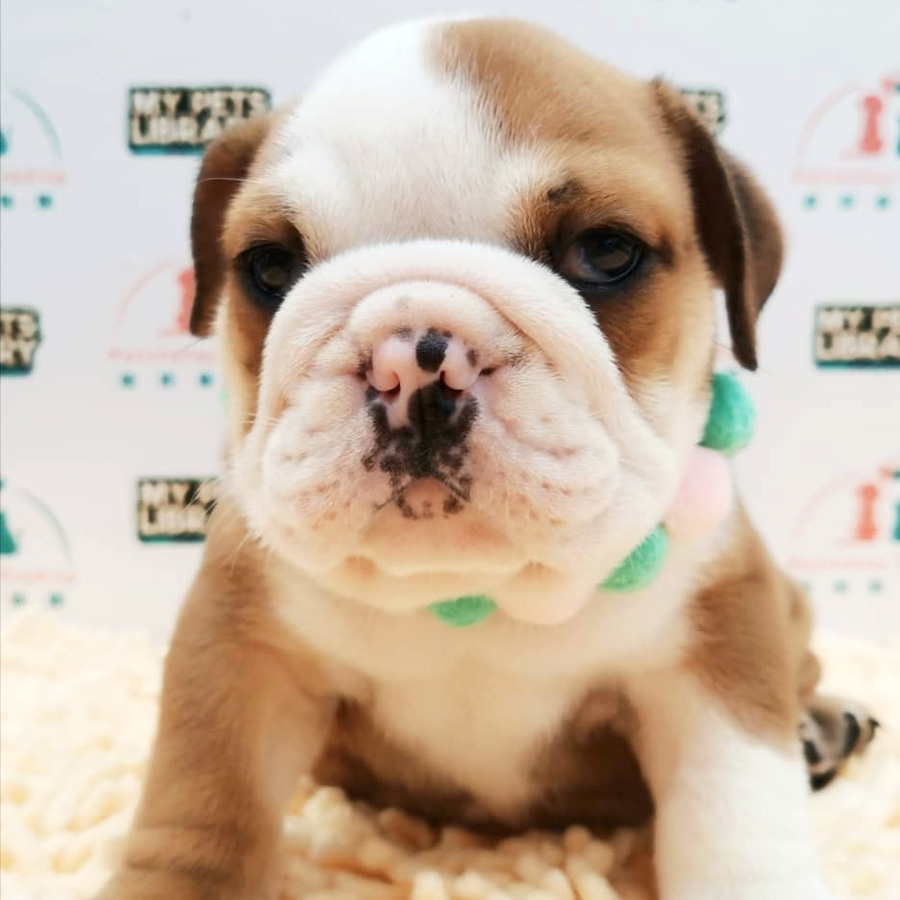 English Bulldog Puppy (Male) For Sale