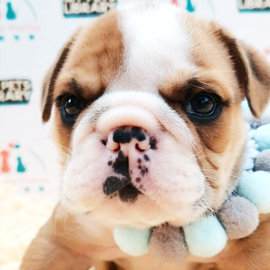 English Bulldog Puppy (Male) For Sale