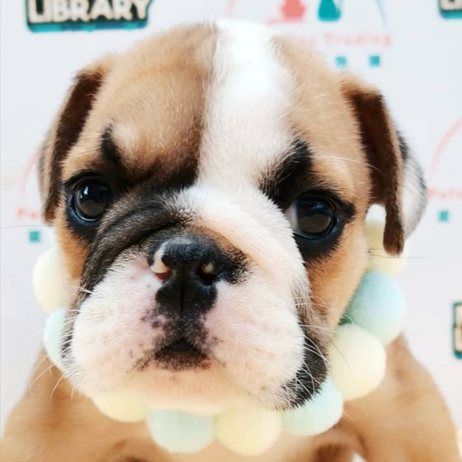 English Bulldog Puppy (Male) For Sale