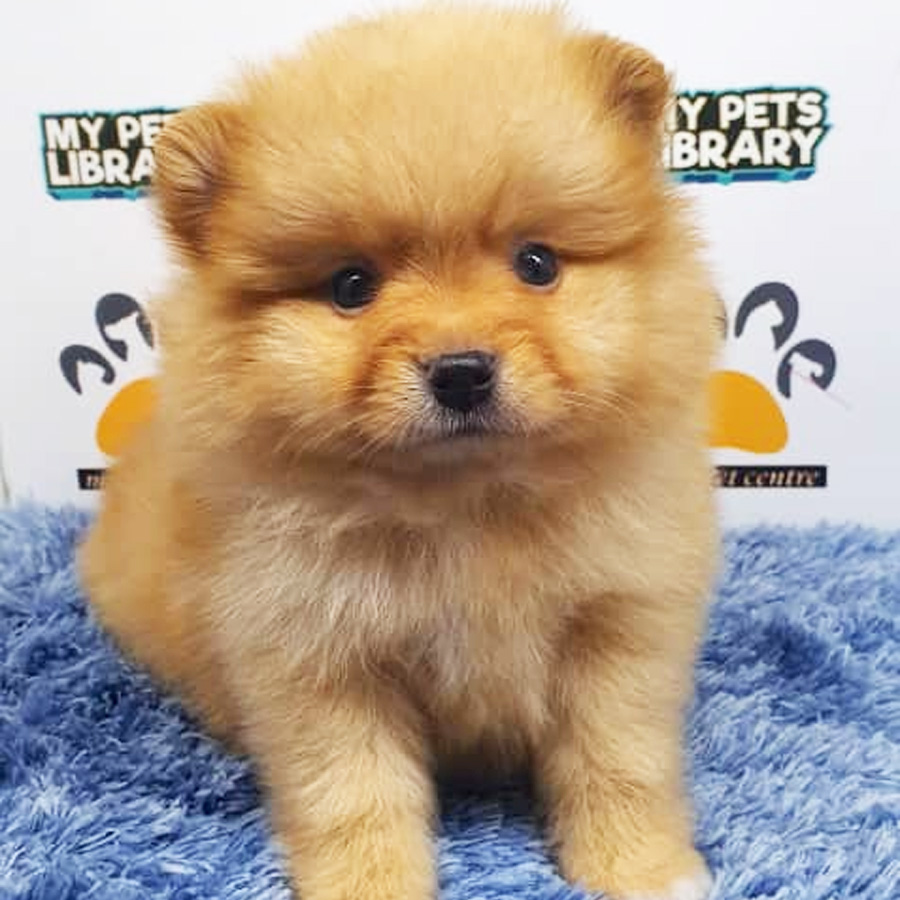 Pomeranian Puppy (Male) For Sale
