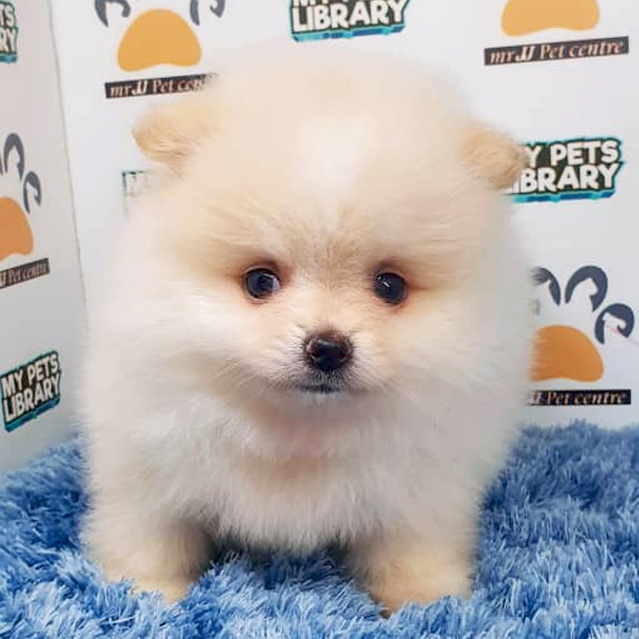 Pomeranian Puppy (Male) For Sale