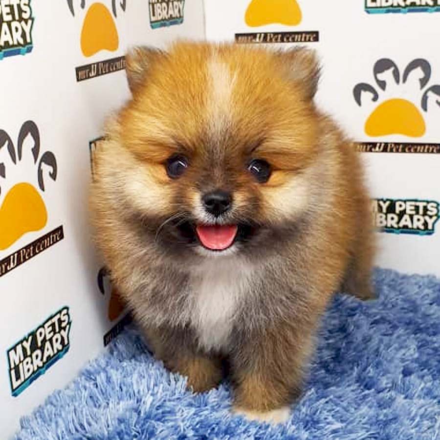 Pomeranian Puppy (Male) For Sale