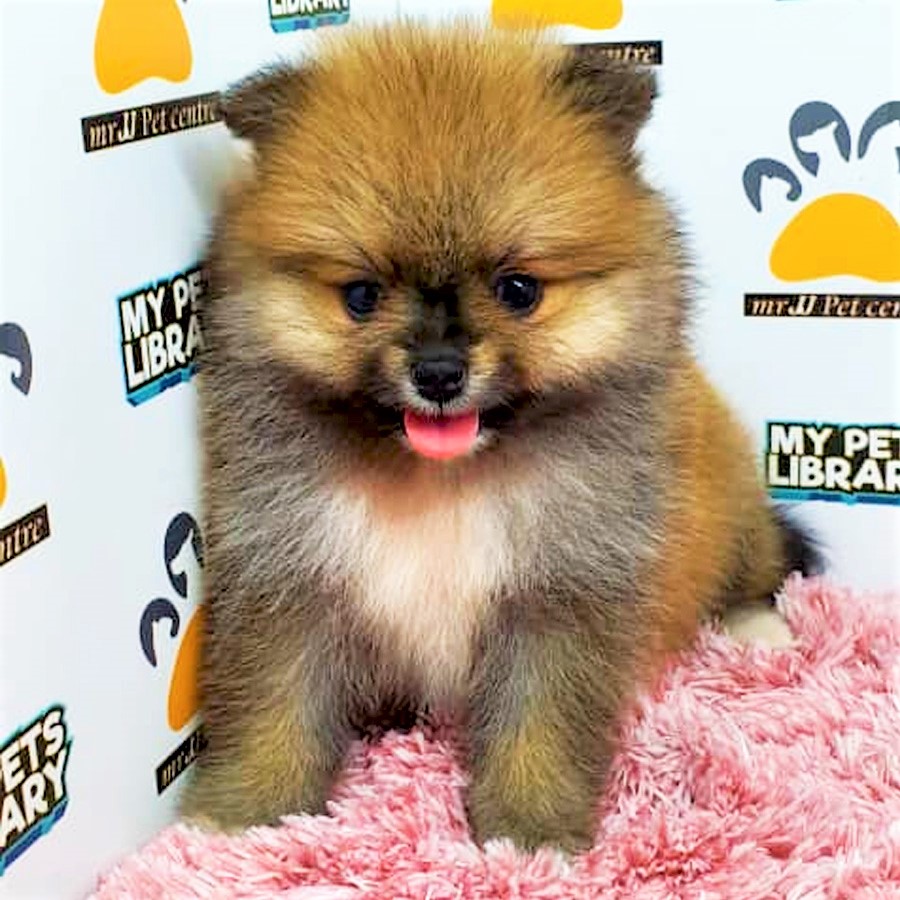 Pomeranian Puppy (Female) For Sale