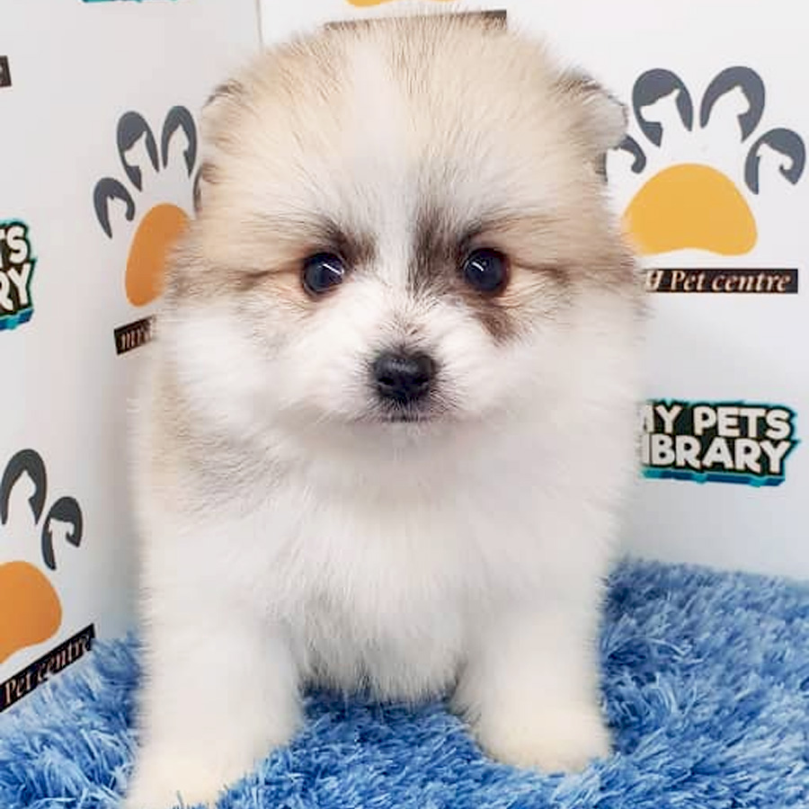 Pomeranian Puppy (Male) For Sale