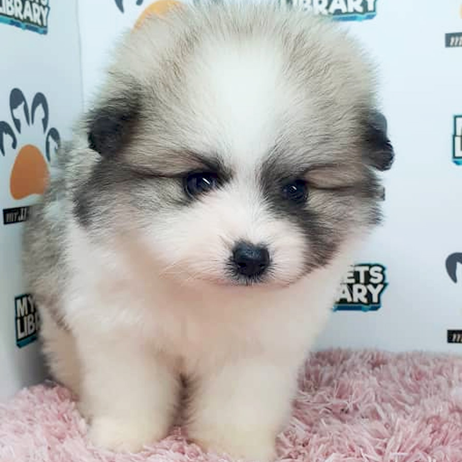 Pomeranian Puppy (Female) For Sale
