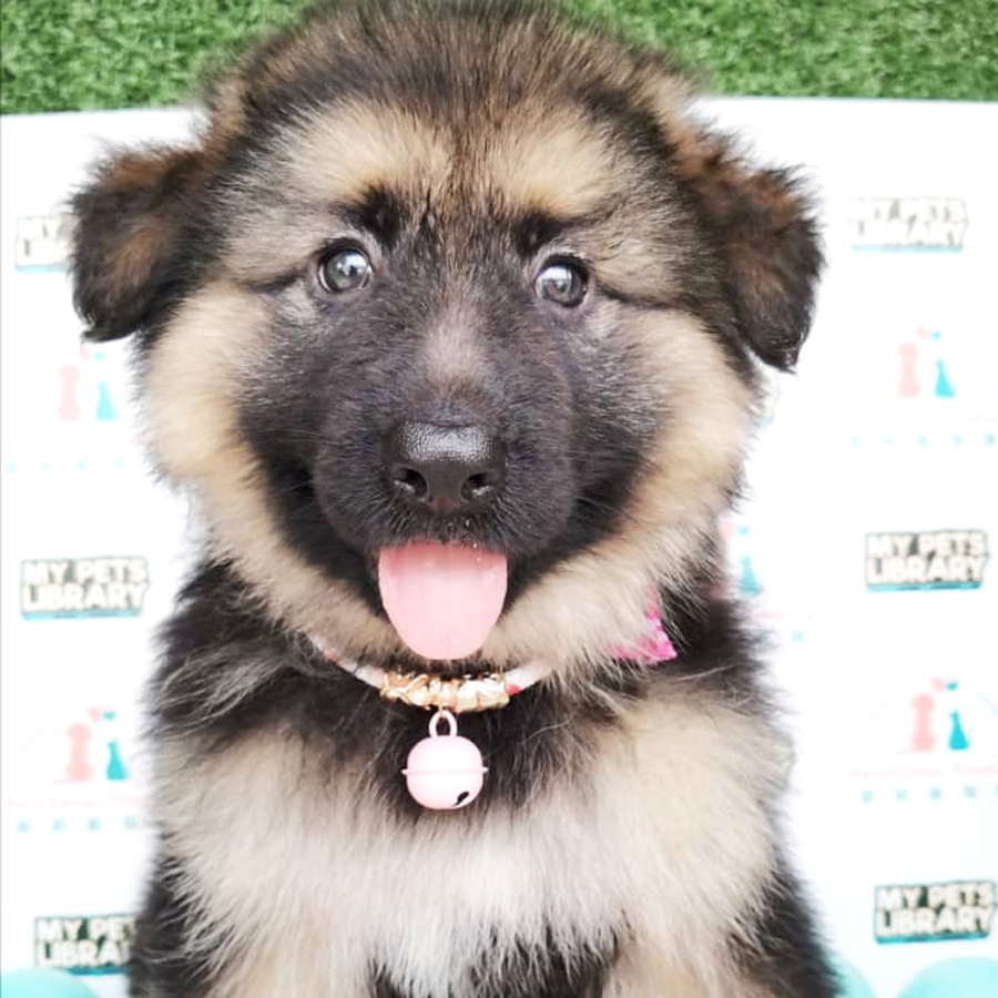 German Shepherd Puppy (Female) For Sale