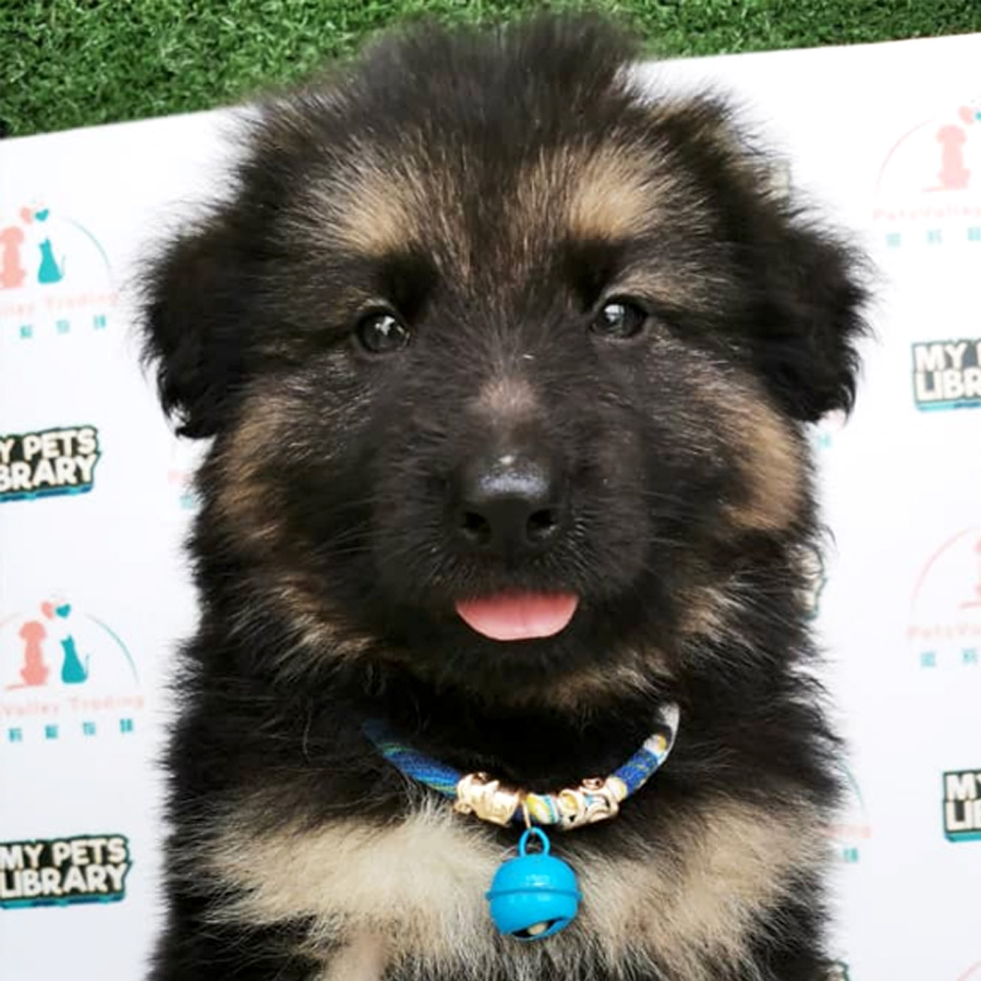 German Shepherd Puppy (Male) For Sale