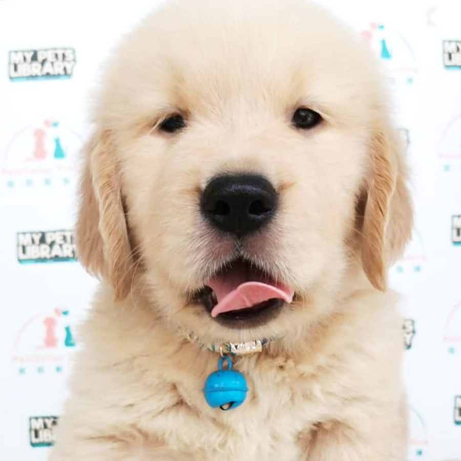 Golden Retriever Puppy (Male) For Sale