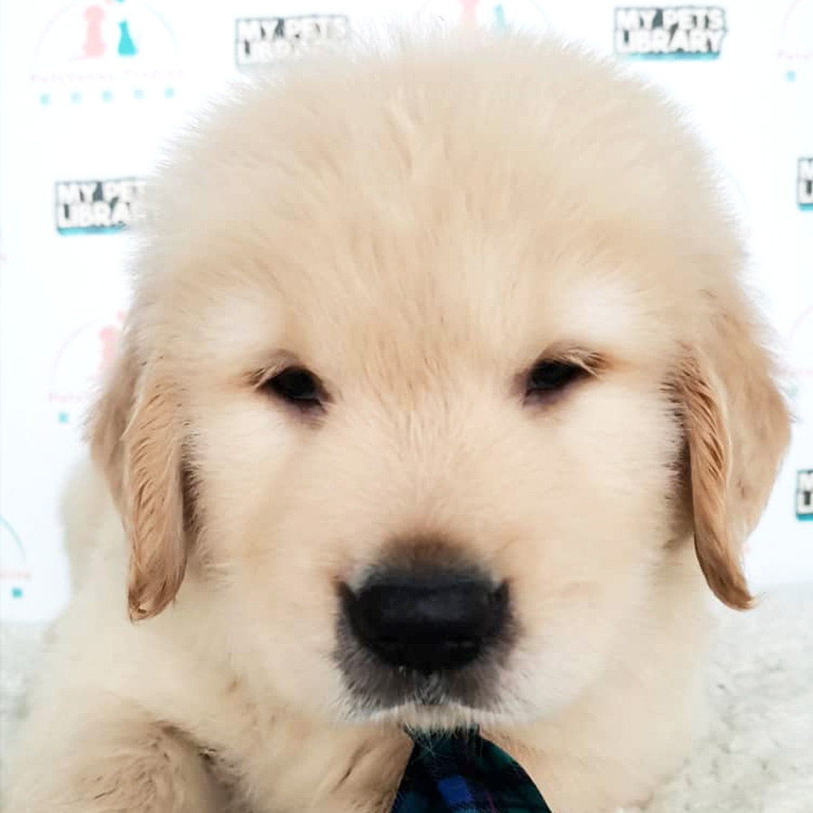 Golden Retriever Puppy (Male) For Sale