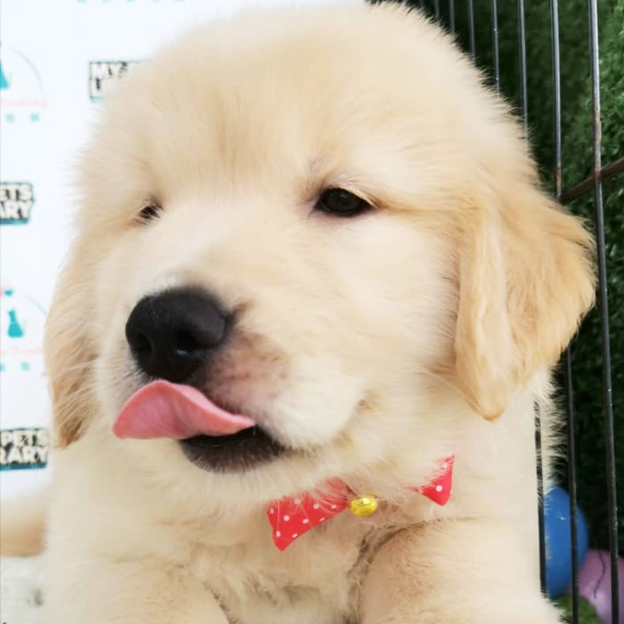 Golden Retriever Puppy (Female) For Sale