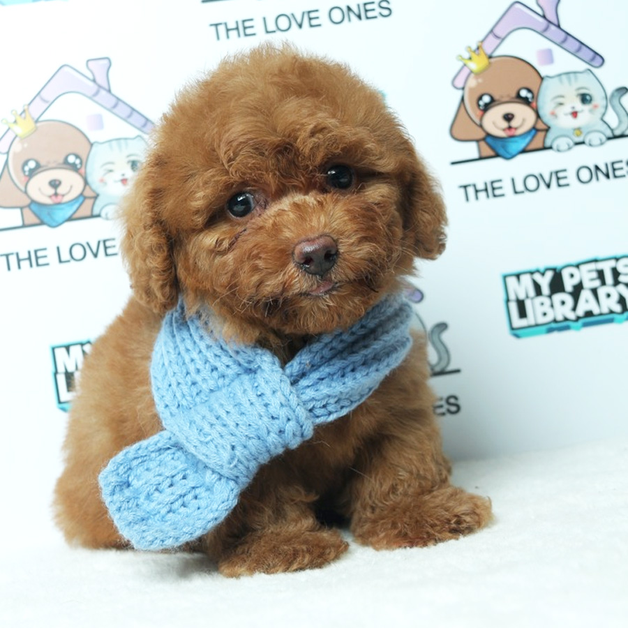 Toy Poodle Puppy (Female) For Sale
