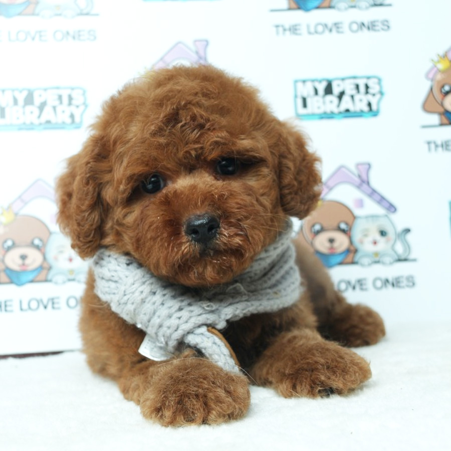 Toy Poodle Puppy (Male) For Sale