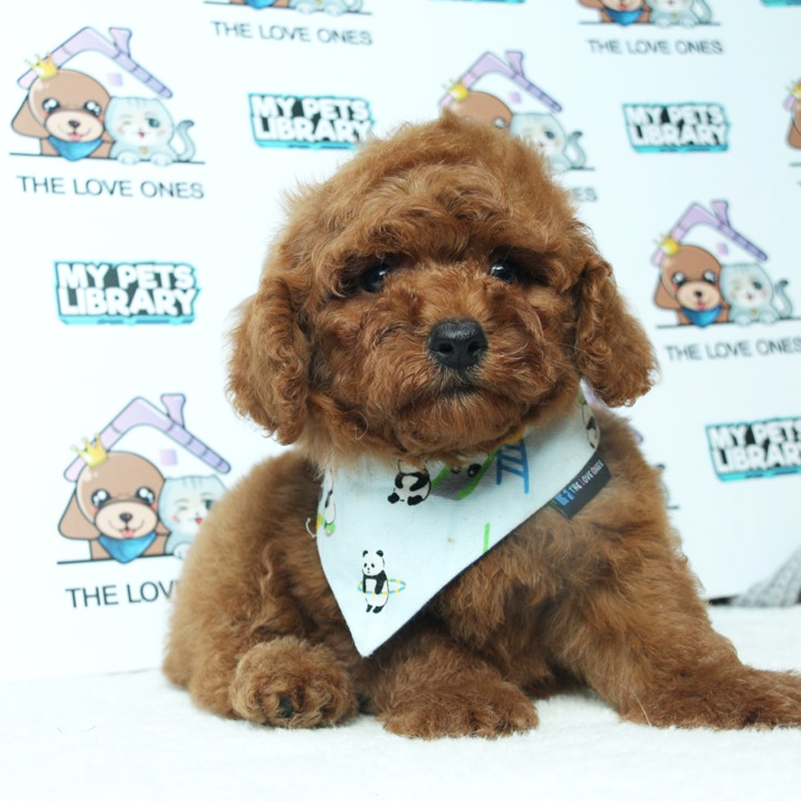 Toy Poodle Puppy (Male) For Sale