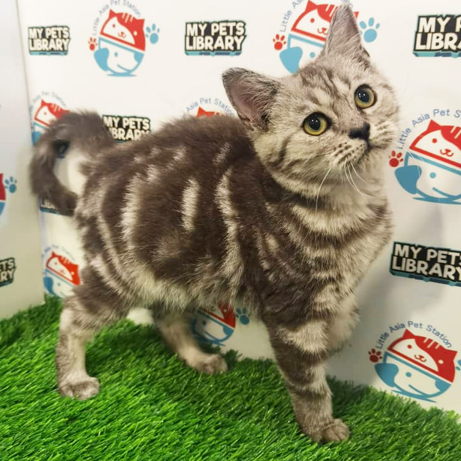 American Shorthair Kitten (Female) For Sale