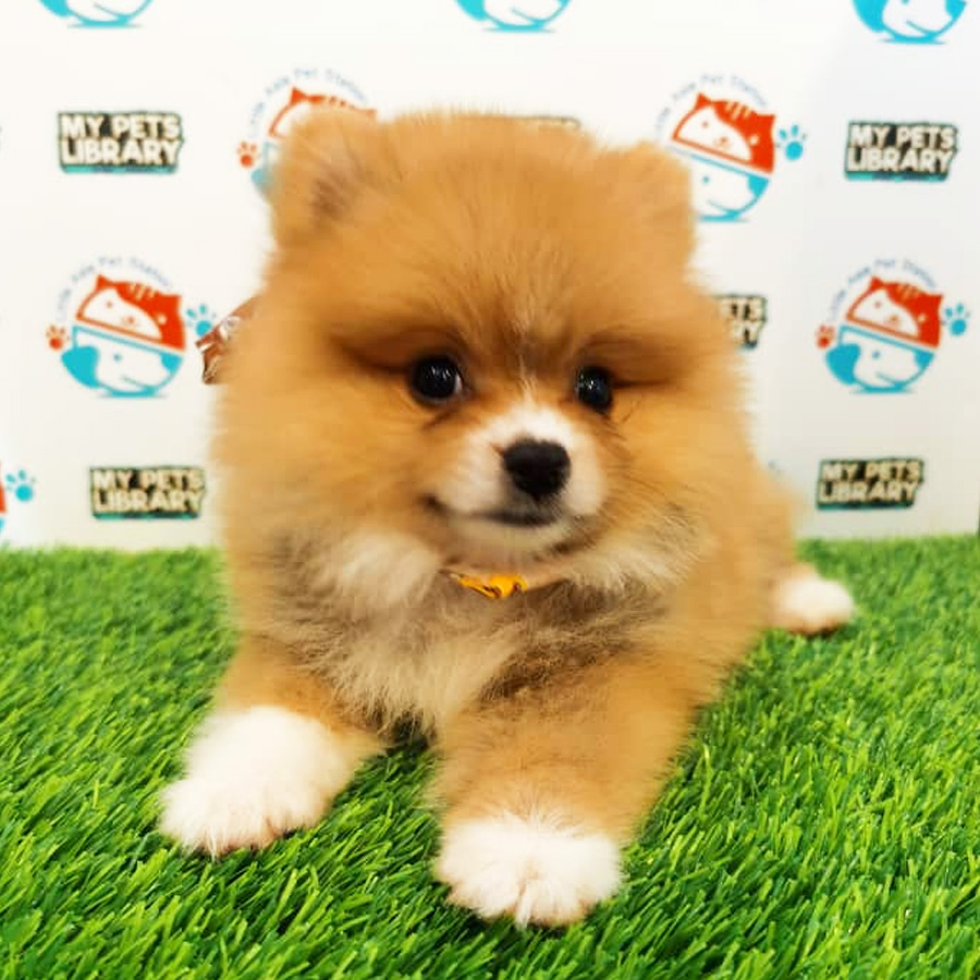 Pomeranian Puppy (Female) For Sale