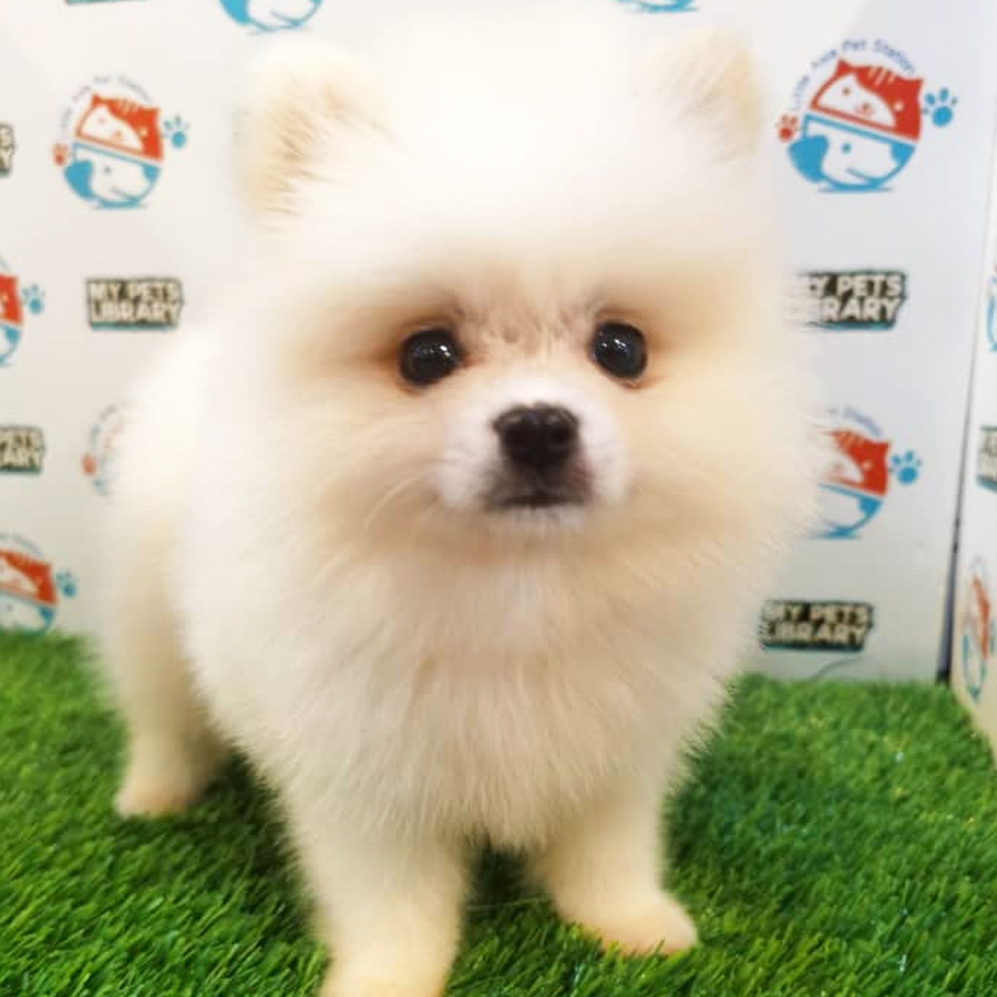 Pomeranian Puppy (Male) For Sale