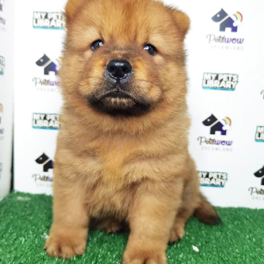 Chow Chow Puppy (Female) For Sale
