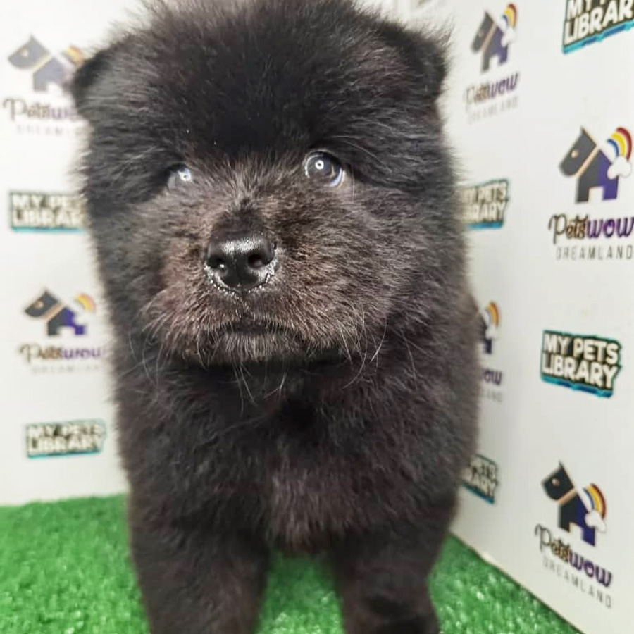Chow Chow Puppy (Male) For Sale
