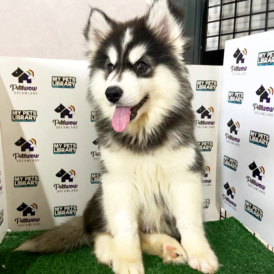 Wooly Husky Puppy (Male) For Sale