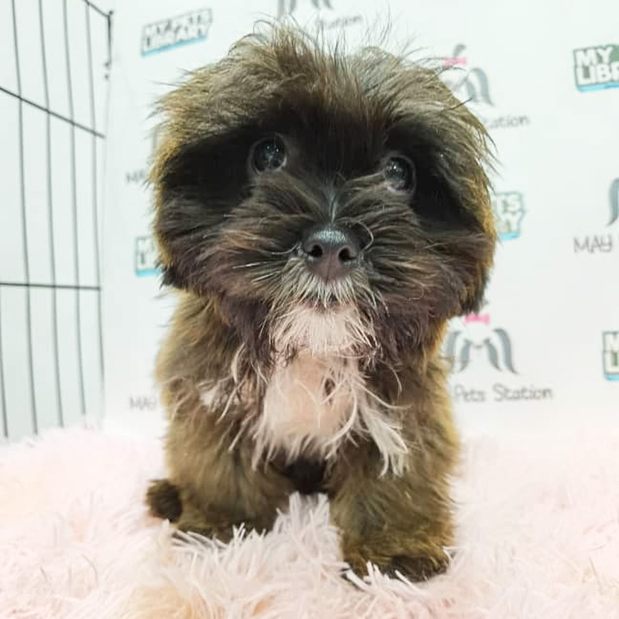 Shihpoo Puppy (Male) For Sale