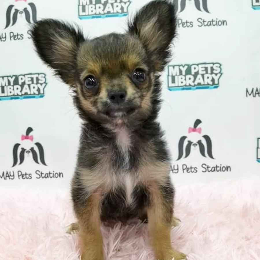 Chihuahua Puppy (Female) For Sale