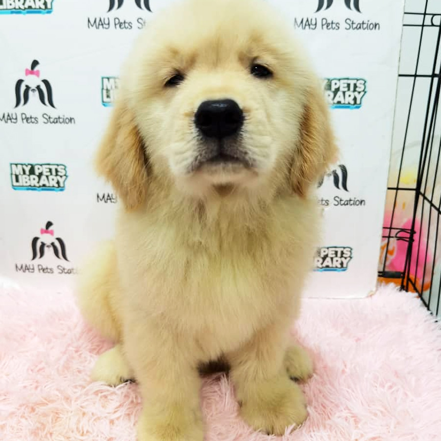 Golden Retriever Puppy (Male) For Sale