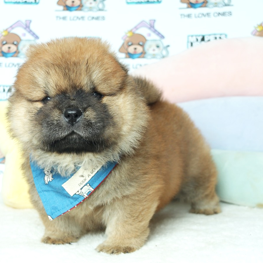 Chow Chow Puppy (Female) For Sale