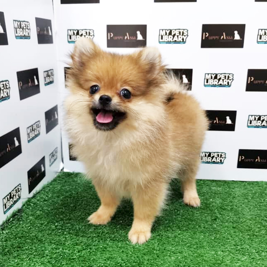 Pomeranian Puppy (Female) For Sale