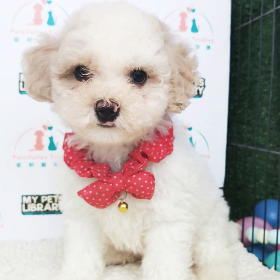 Toy Poodle Puppy (Male) For Sale